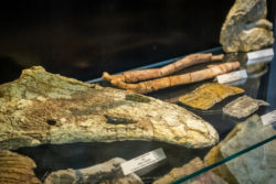 TORUŃ – MUZEUM PIERNIKA I PARK DINOZAURÓW